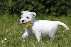 West Highland White Terrier Puppy