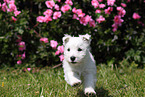 West Highland White Terrier Puppy