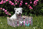 West Highland White Terrier Puppy