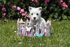 West Highland White Terrier Puppy
