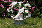 West Highland White Terrier Puppy
