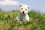 West Highland White Terrier Puppy