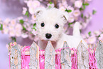 West Highland White Terrier Puppy