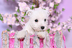 West Highland White Terrier Puppy