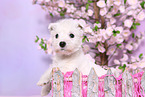 West Highland White Terrier Puppy