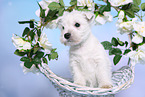 West Highland White Terrier Puppy