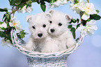 2 West Highland White Terrier Puppies