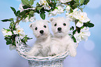 2 West Highland White Terrier Puppies