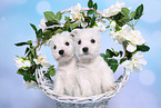 2 West Highland White Terrier Puppies