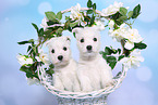 2 West Highland White Terrier Puppies