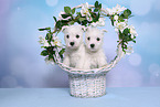 2 West Highland White Terrier Puppies