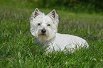 lying West Highland White Terrier