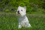 sittinhg West Highland White Terrier