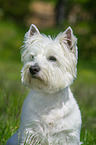 West Highland White Terrier Portrait