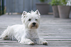 lying West Highland White Terrier