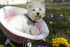 sitting West Highland White Terrier