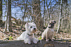 2 dogs