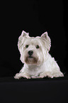 lying West Highland White Terrier