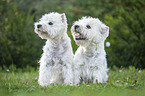 sitting West Highland White Terrier