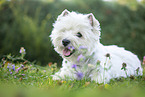 lying West Highland White Terrier