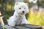 lying West Highland White Terrier