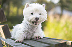lying West Highland White Terrier