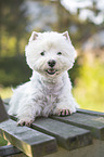 lying West Highland White Terrier