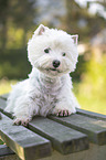 lying West Highland White Terrier