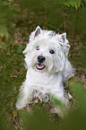 sitting West Highland White Terrier