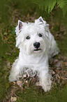 sitting West Highland White Terrier
