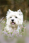 West Highland White Terrier Portrait