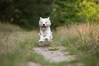 running West Highland White Terrier