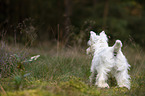 standing West Highland White Terrier