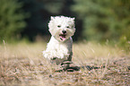 running West Highland White Terrier