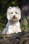 sitting West Highland White Terrier