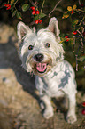 sitting West Highland White Terrier