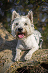 lying West Highland White Terrier