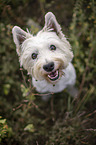sitting West Highland White Terrier