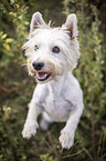 sitting West Highland White Terrier