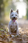 sitting West Highland White Terrier