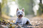 lying West Highland White Terrier