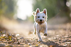 running West Highland White Terrier