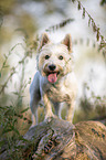 standing West Highland White Terrier