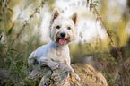 lying West Highland White Terrier