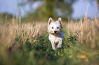 running West Highland White Terrier