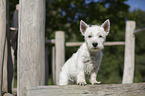 standing West Highland White Terrier