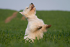 West Highland White Terrier in summer