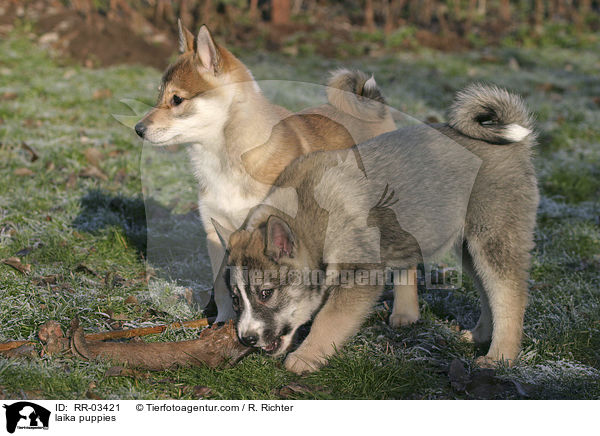 Westsibirischer Laika Welpen / laika puppies / RR-03421
