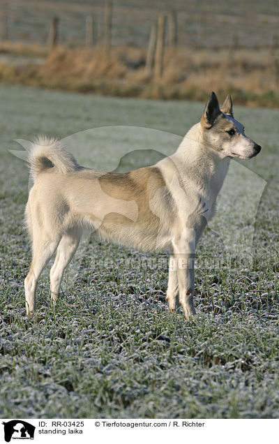 standing laika / RR-03425