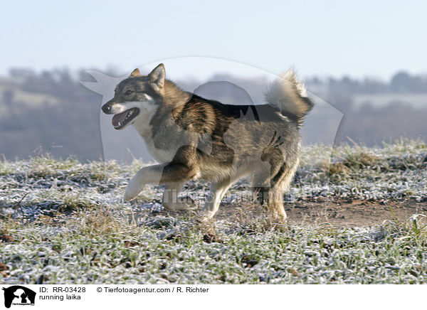 galoppierender Westsibirischer Laika / running laika / RR-03428